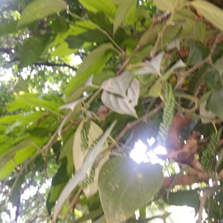 Jungle Village Homestay Піннавала Екстер'єр фото
